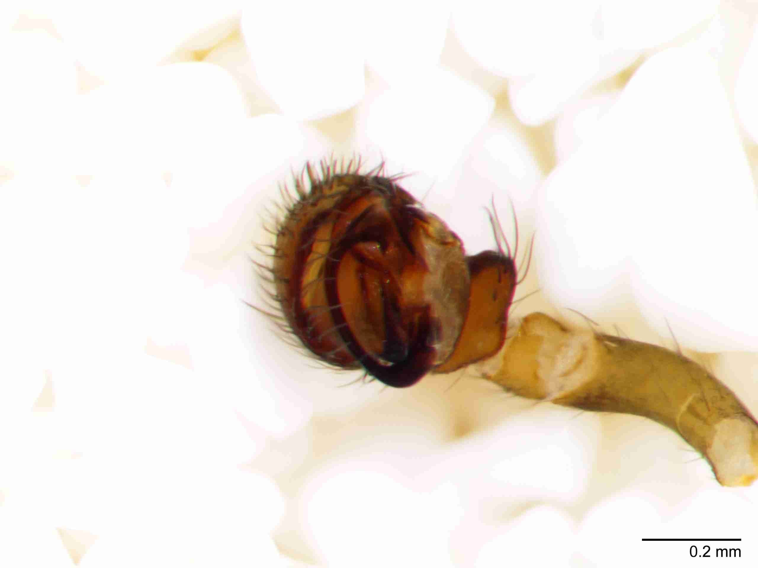 XILZODA204mppalaJAM887_80X_Z10.jpg