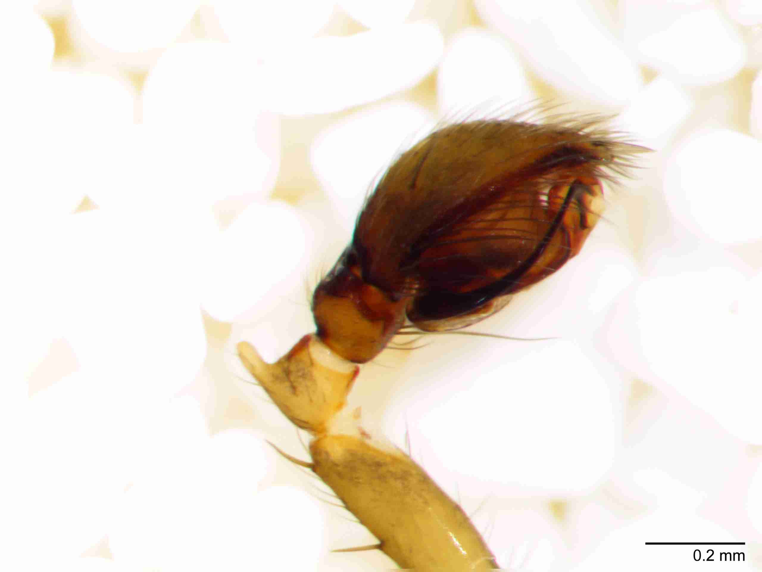 XILZODA204mppalpJAM887_80X_Z10.jpg