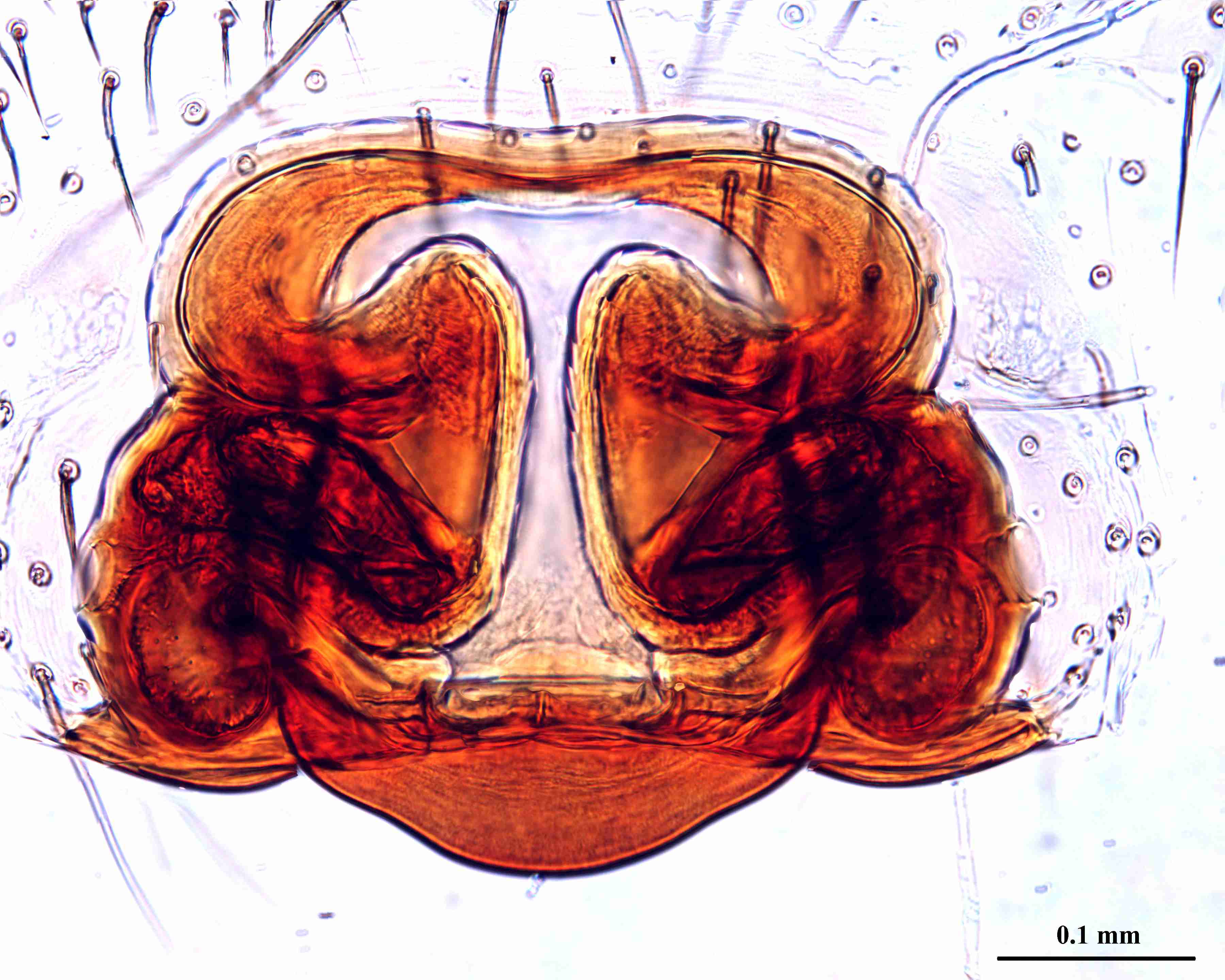 XILZODA205fpepidJAM338_200X_CAS.jpg