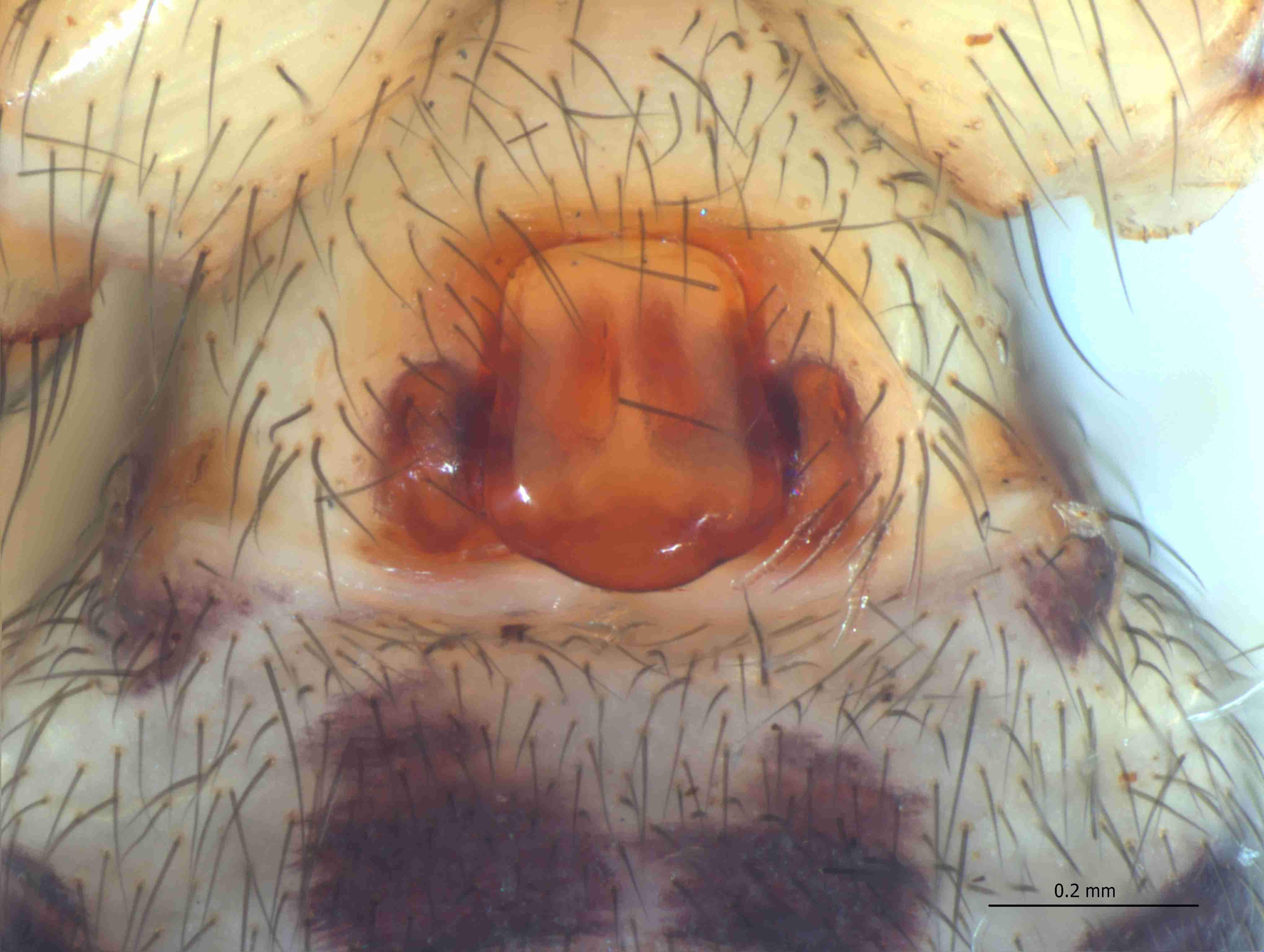 XILZODA205fpepivJAM338_115X_CAS.jpg