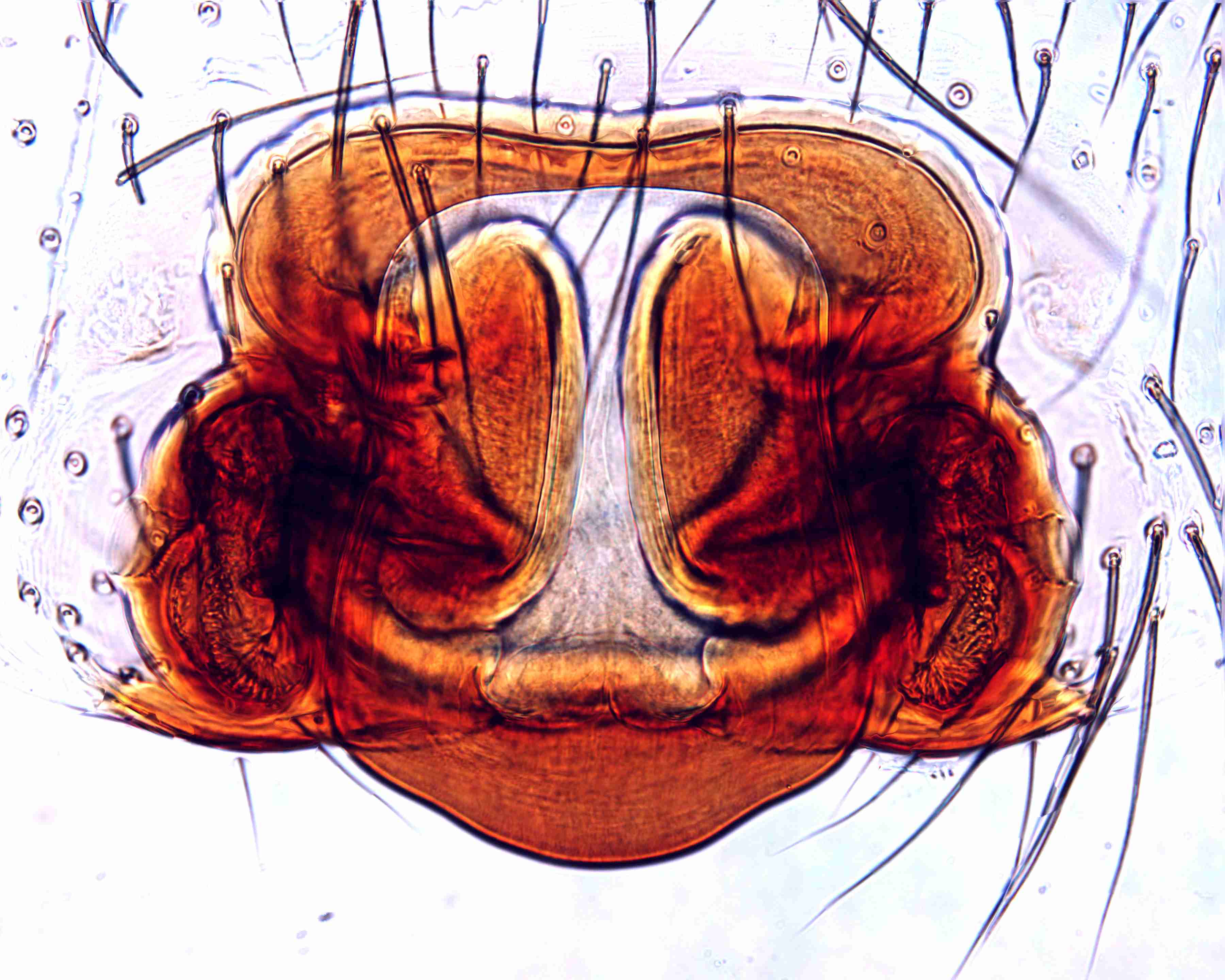 XILZODA205fpepivJAM338_200X_CAS.jpg