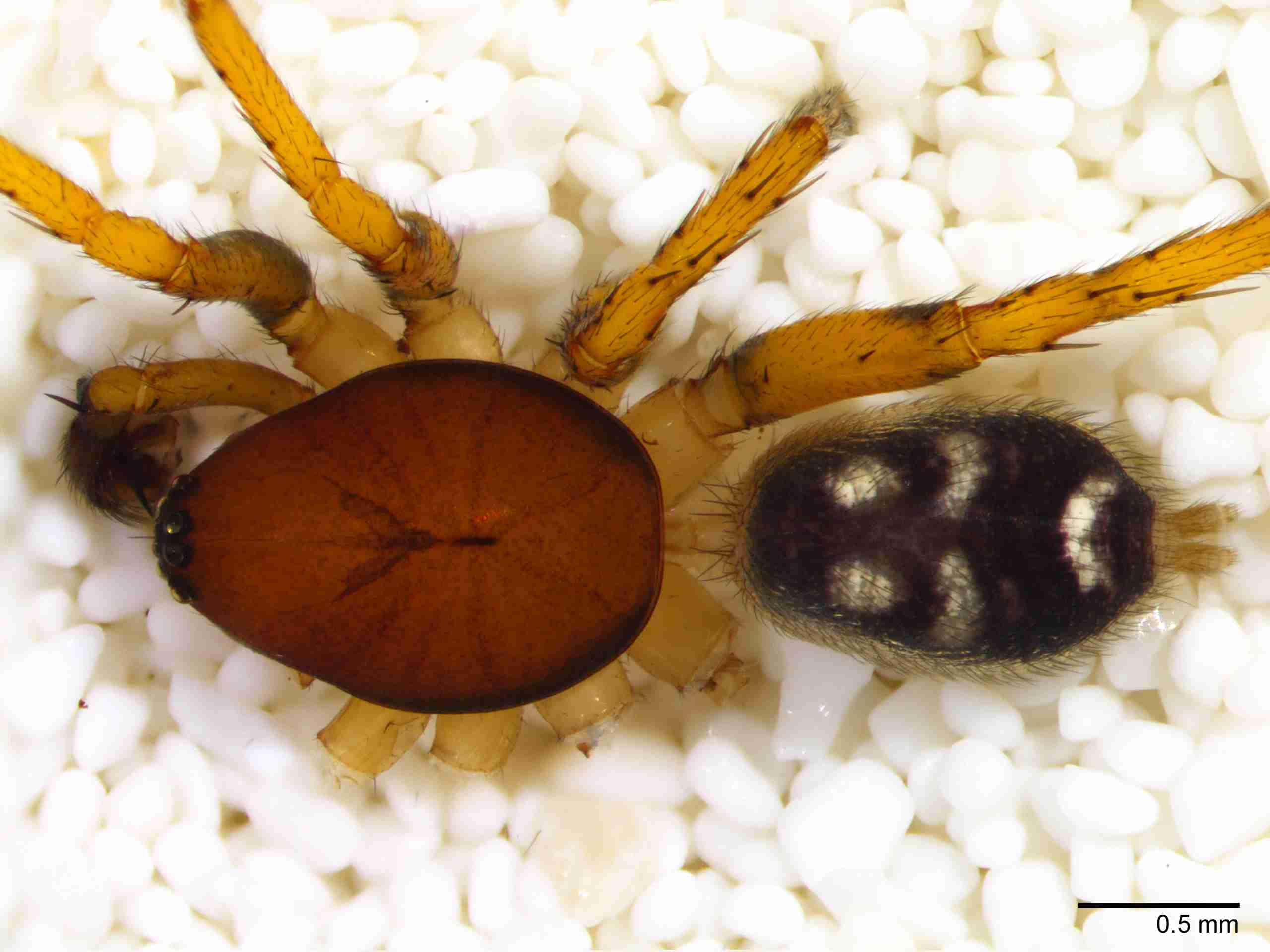 XILZODA205mphabdJAM885_30X_Z10.jpg