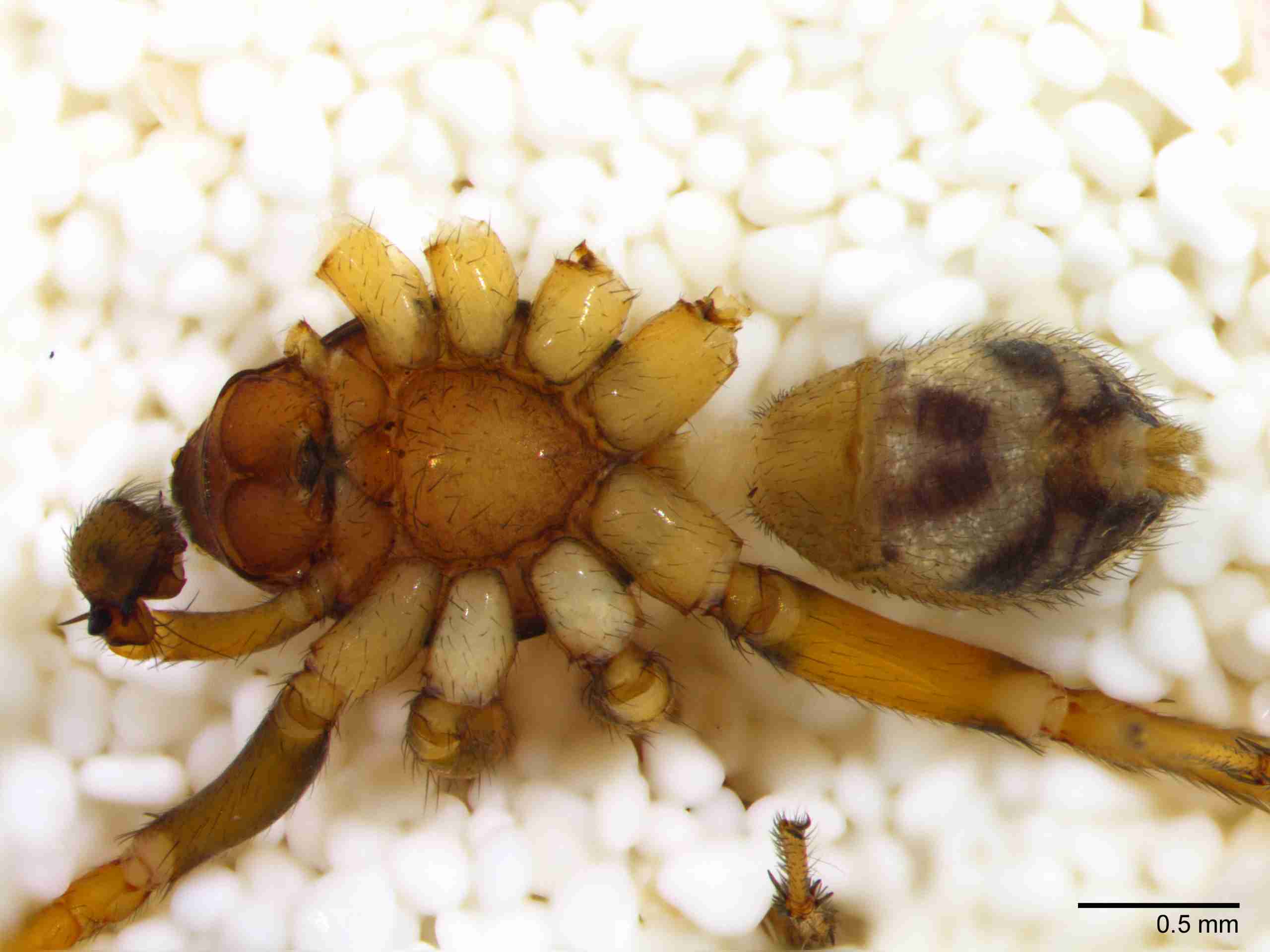 XILZODA205mphabvJAM885_30X_Z10.jpg