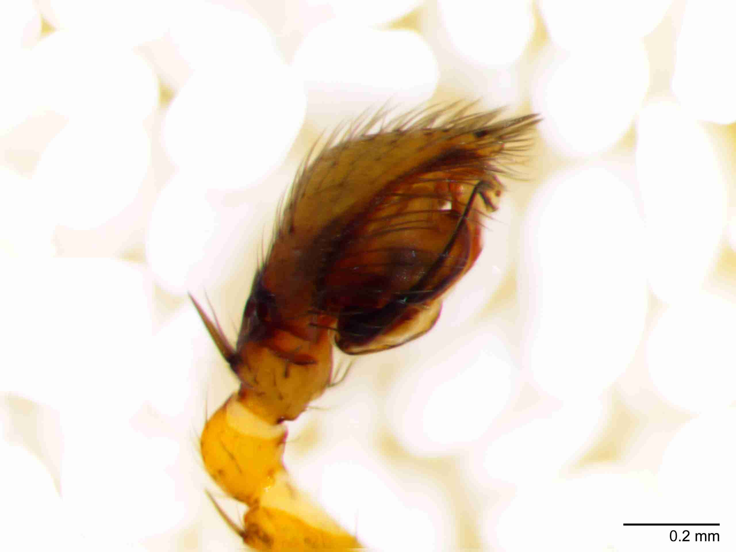 XILZODA205mppalpJAM885_80X_Z10.jpg